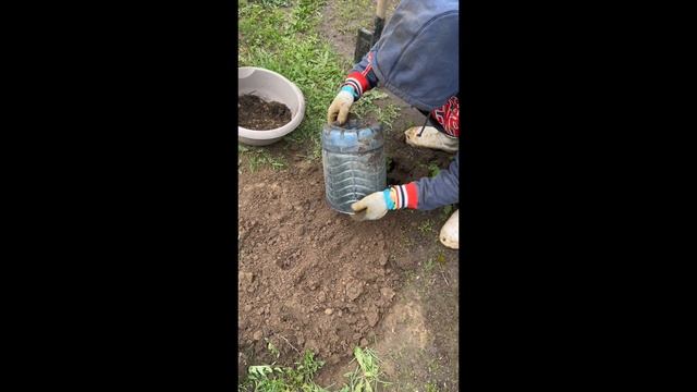 Как посадить самшит | Молодые огородники смотреть онлайн