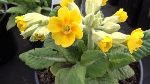 Primula veris ´Pure Yellow´ čes. prvosenka jarní