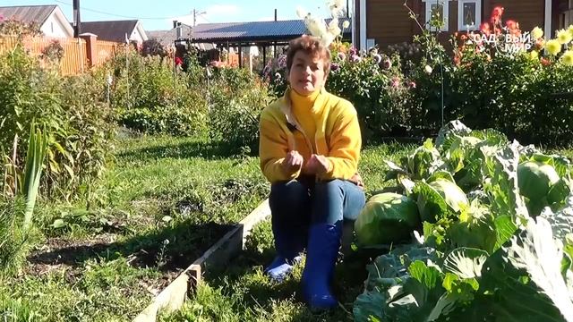 Хотите хороших урожаев Вам нужен севооборот! смотреть онлайн