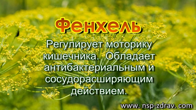 Спазмолитическим действием обладает тест. АГ Икс НСП. Си экс НСП.