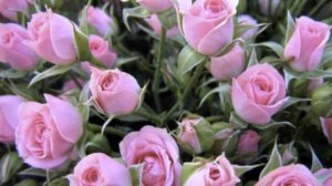 С ДНЕМ РОЖДЕНИЯ, МАРИНА!!!