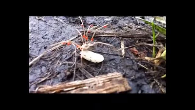 Сороконожка и муравьи смотреть онлайн