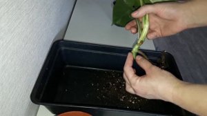 КОМНАТНЫЕ РАСТЕНИЯ(ЦВЕТЫ).УКОРЕНЕНИЕ,ЧЕРЕНКОВАНИЕ,ПОСАДКА.МОНСТЕРА АЛЬБА.