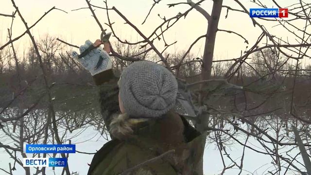 На Орловщине садоводы начинают обрезку плодовых деревьев