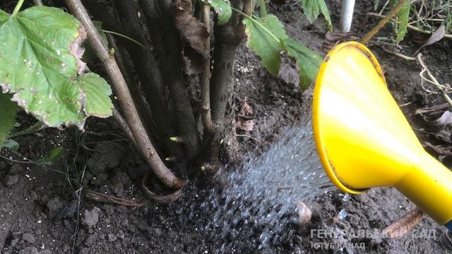 Соседка делает это со Смородиной в Сентябре строго каждый год и Кусты всегда усыпаны крупной ягодой смотреть онлайн