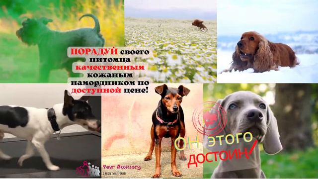 Намордник кожаный №1 цельнокроенный обхват морды 24 см, длина морды 8 см смотреть онлайн