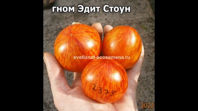 Каталог новинок томатов на 2023 год смотреть онлайн