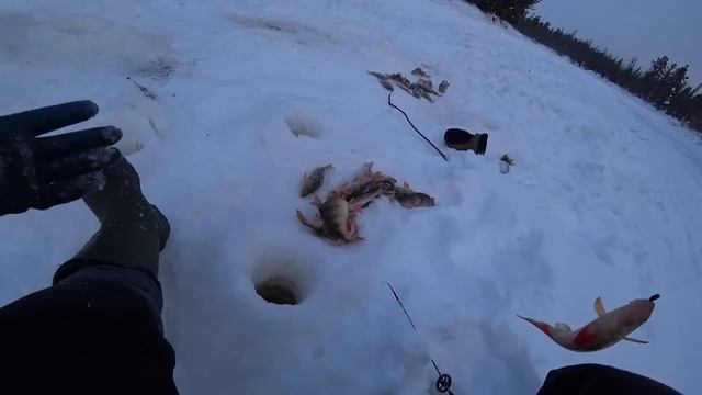 КРУПНАЯ БЕЗМОТЫЛКА СРАБОТАЛА. ПОПАЛ НА РАЗДАЧУ ХОРОШЕГО ОКУНЯ.ЗИМНЯЯ РЫБАЛКА. смотреть онлайн