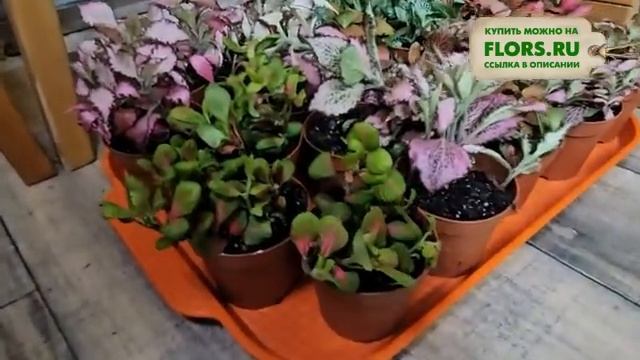 #48 Обзор комнатных растений | Распаковка поставки комнатных растений из Голландии