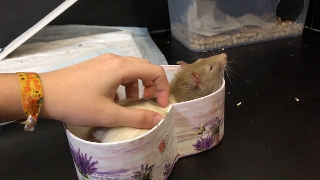 СКОЛЬКО ВЕСИТ МОЯ КРЫСА? смотреть онлайн