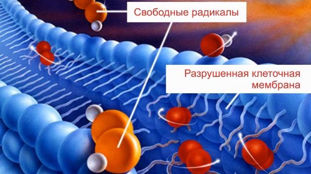 Свободные радикалы и антиоксиданты. Шаг 6