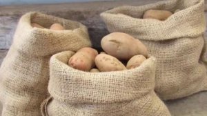 Почему позеленевший картофель смертельно опасен
