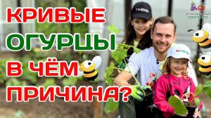 Нельзя высаживать рядом пчелоопыляемые и партенокарпические огурцы! Так ли это на самом деле?