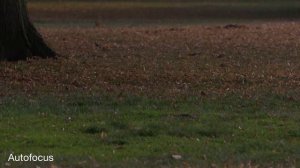 Sony PXW Z280 test shots