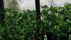 Что Как Где Лучше сажать в Подмосковье Рассада 04 05 2021