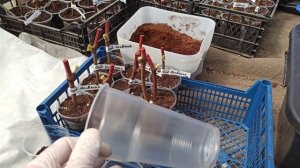 Посадка пророщенных черенков винограда в стаканчики.