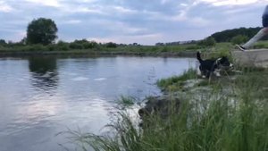 Вельш корги кардиганы купаются