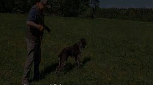 Дратхаар (собака): описание породы, характер