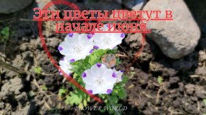 Эти цветы цветут в начале июня.💐🧐