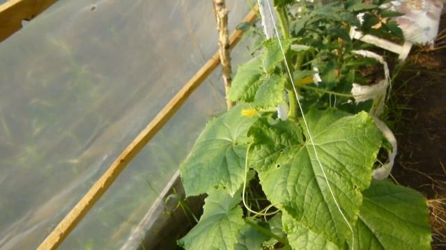 Пустоцвет на огурцах, как исправить и получить большой урожай смотреть онлайн