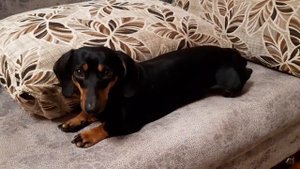 Длина таксы