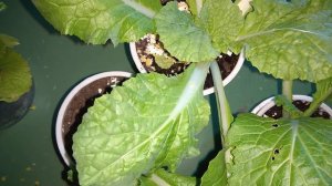 ПЕКИНСКАЯ КАПУСТА можно ли выращивать на балконе? Семена с АлиЭкспресс