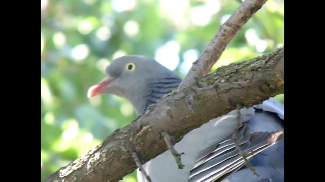 Юрий Антонов. Страна чудес. Лето 2021. смотреть онлайн