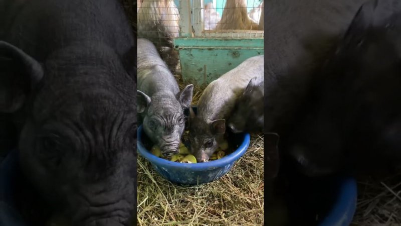 Золотой дождь в деревне начался  Осадки в виде зерна