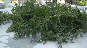 О пользе морковной ботвы. Вершки полезнее корешков