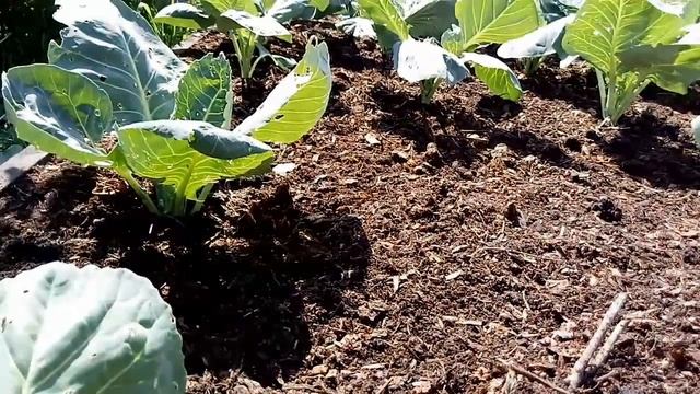 Капуста. "Начнет как раз завязываться кочанчик" смотреть онлайн