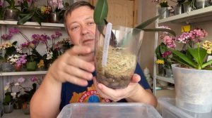 как поливать орхидею правильно How to water an orchid ВО МХЕ
