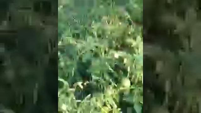 4 способа заработать на огороде смотреть онлайн