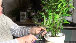 ЧЕРЕНКУЮ ПЕПИНО