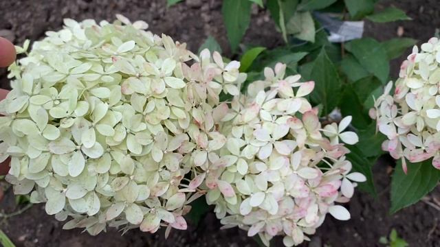 Гортензии в моём саду. Гортензия метельчатая Роял Флауер. Цветение в год посадки смотреть онлайн