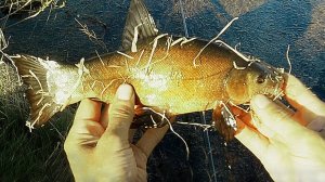 Ловля майского линя на червя в окнах камыша