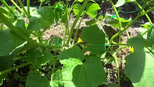 СТАРИННЫЙ РЕЦЕПТ СУПЕР ПОДКОРМКИ ОГУРЦОВ. Огурцы снова позеленеют, не болеют и обильно заплодоносят