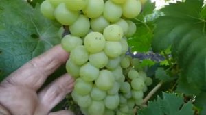 Сорт винограда Звёздный.