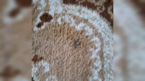 Как удалить пятно на ковре|Чистка ковра