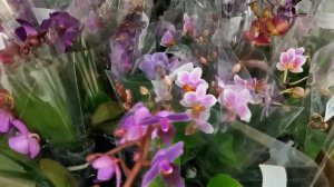 ЛЕРУА:завоз ОРХИДЕЙ,купила ТРИЛИПС!13.03.20,ТЦ "Космопорт",Самара.