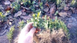 РЕЗУЛЬТАТ ЗИМНЕГО ЧЕРЕНКОВАНИЯ САМШИТА.