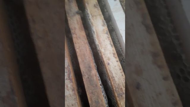 Бакфаст от Коха смотреть онлайн