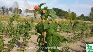 Малина ремонтантная сорт Дочь геракла.