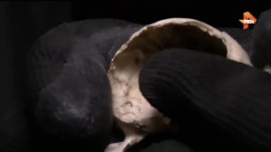 Откуда у Йети паранормальные способности? С кем скрестили человека? Документальный проект