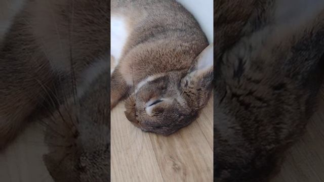 Bunny going to sleep смотреть онлайн