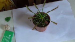 The Sundew Plant