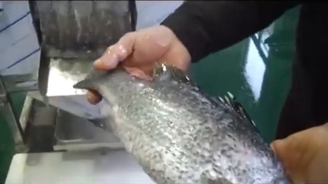Чешуесъемная машина для удаления чешуи у рыбы: красная, (форелевые), судак, карп, амур, толстолобик смотреть онлайн