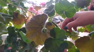 Как правильно обрезать герань весной, чтобы пышно цвела летом