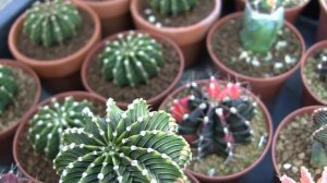 Gymnocalycium mihanovichii variegata collection Moon Cactus