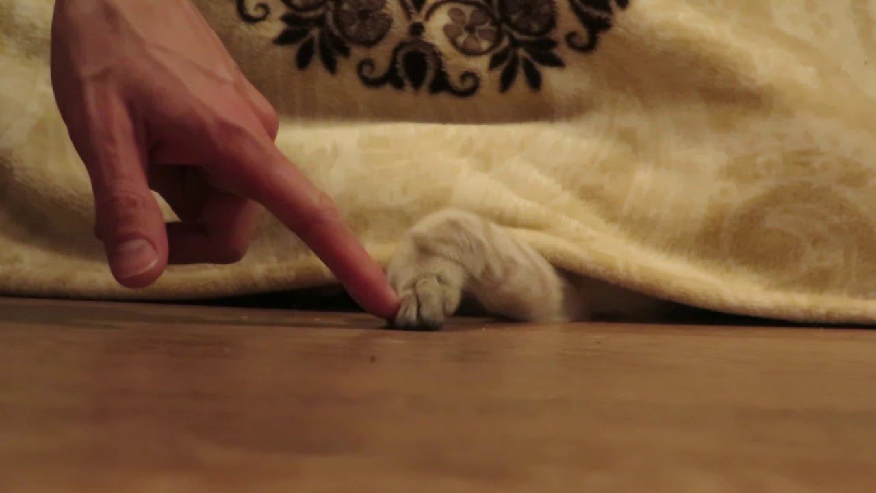 Котопрятки