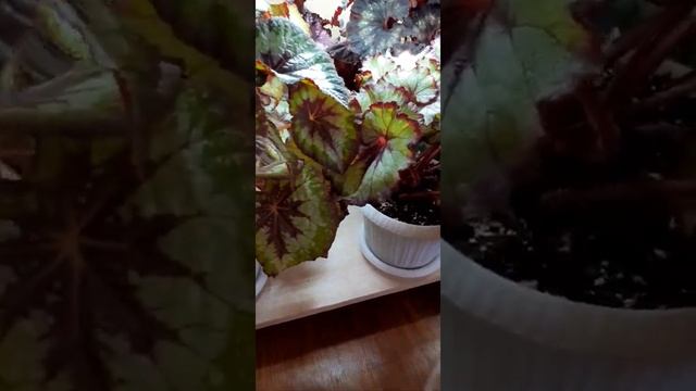 Как я поливаю свои бегонии смотреть онлайн